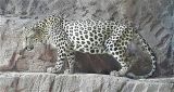 Sharjah_Arabian_Wildlife_Center_Arabischer_Leopard_CCBYSY40_Jaffa_Falcon_at_wikimedia_commons
