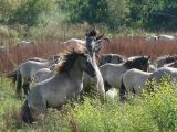 Oostvaardersplassen CC0-at-pixabay Oostvaardersplassen CC0-at-pixabay